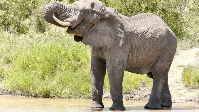 elephant-poxabay