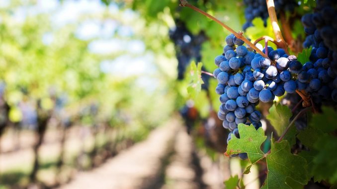 purple-grapes-pixabay