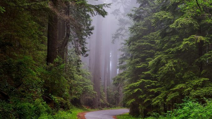 redwood-national-park-pixabay